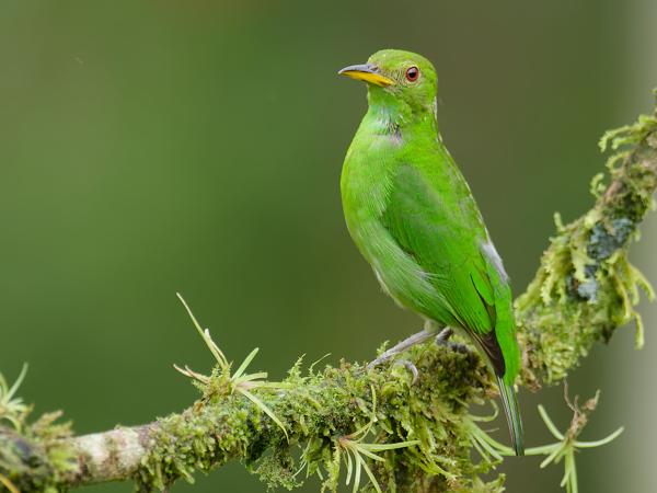 <h3><a href="/trips/costa-rica/biota/animalia/chordata/aves/040 passeriformes/127 thraupidae/chlorophanes spiza/chlorophanes spiza-nl.html">Chlorophanes&nbsp;spiza</a> / Green&nbsp;honeycreeper / Groene&nbsp;suikervogel</h3>OM-1 Mark II met M.300mm F4.0 + MC-14, 1/640 sec  bij F5.6, ISO 1000, afstand 7.82&nbsp;m